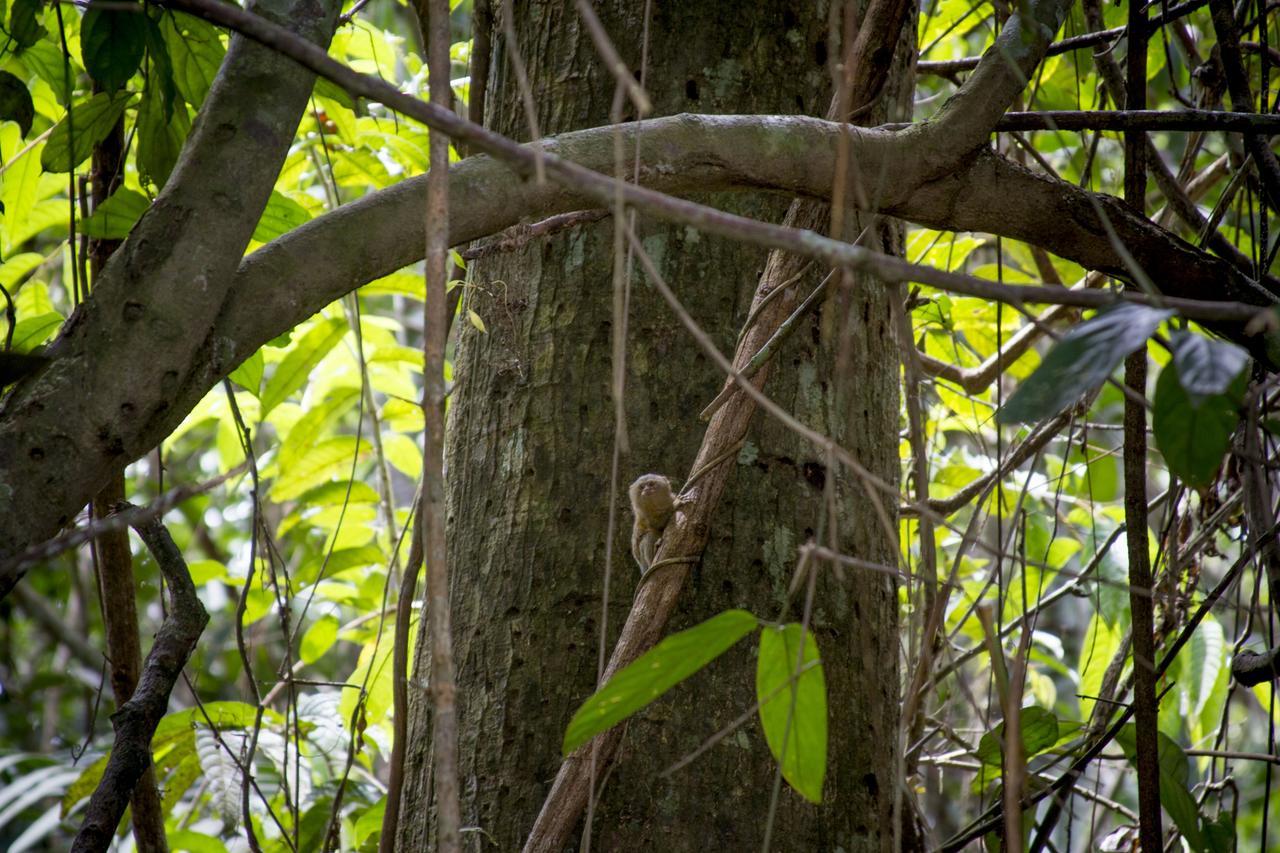 Отель La Ceiba, Amazonas Летисия Экстерьер фото